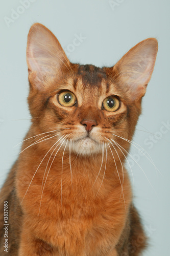 Tete De Somali En Gros Plan Chat Roux Etonne Studio Stock Photo Adobe Stock Tete De Somali En Gros Plan Chat Roux Etonne Studio Stock Photo Adobe Stock