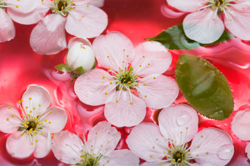 Wall Mural - spring flowers of sakura in water