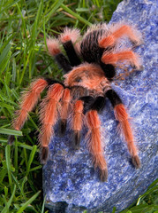 Canvas Print - Tarantula on blue rock