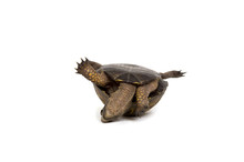 Turtle On Its Back On White Background