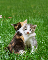 Kittens playing