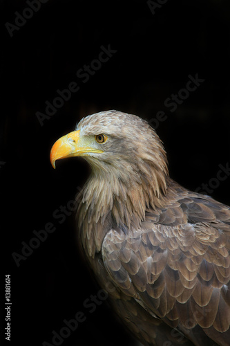 Plakat na papierze fotorealistycznym Sea ​​eagle