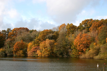 Poster - autumn woods by lake