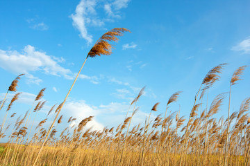 field and sky