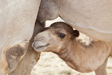 Baby Camel Looking For Milk