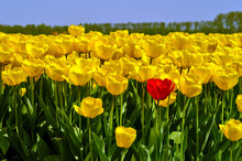 A Single Red Tulip Among Many Yellow Ones