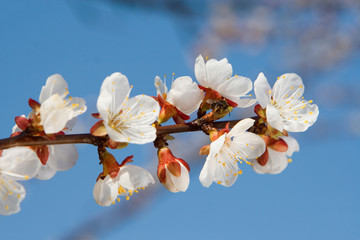 Wall Mural - spring beauty