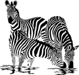 Three zebras drink water