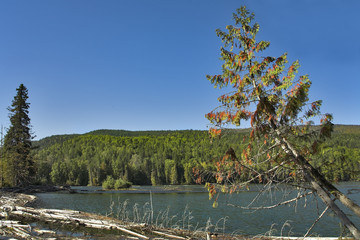 Canvas Print - Tree at coast