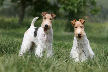 deux fox-terriers adultes de face dans une prairie verte