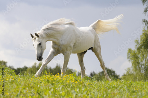 Tapeta ścienna Biały koń działa galop