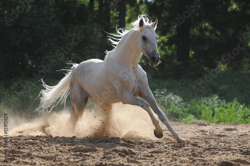Tapeta ścienna Biały koń działa galop