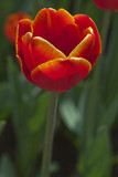 Fototapeta Tulipany - Tulipa Vermelha