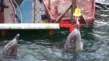 Dolphin With Bell
