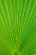 © Igor Ostapchuk - palm leaf