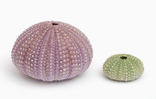Violet And Green Sea Urchin