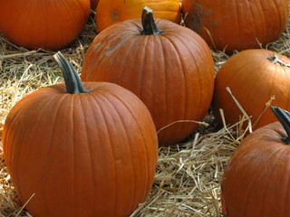 pumpkins on straw