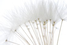 Soft White Dandelion Seeds