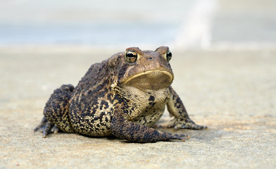 Posing Toad