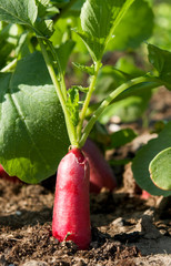 Wall Mural - bio fresh long red radish in garden