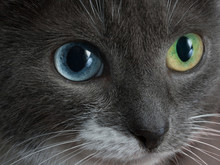Cat, Who Confused Contact Lenses In A Rush.