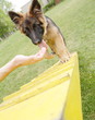 Learning agility - young alsatian