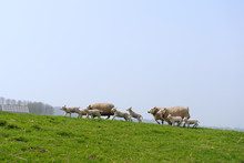 Running Sheep And Lambs