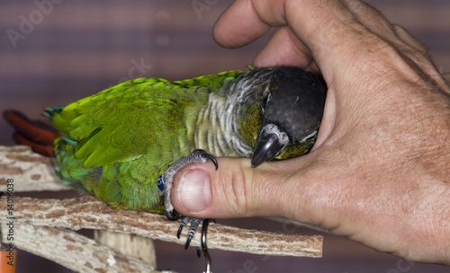 Obraz na płótnie canvas trzyczęściowy "tryptyk" Zielony policzek conure zostaje podrapany