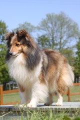 chien shetland debout sur un muret de pierre - attentif