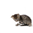 © Naty Strawberry - Chaton qui a peur de la souris