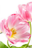 Fototapeta Tulipany - Pink tilips over white