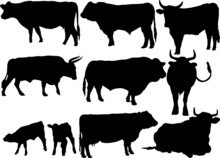 Cattle Collection Vector