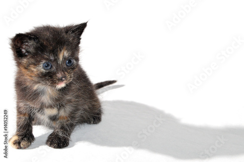Patit Chat Sur Fond Blanc Avec Ombre Stock Photo Adobe Stock Patit Chat Sur Fond Blanc Avec Ombre Stock Photo Adobe Stock