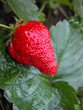 Strawberry on green leaves