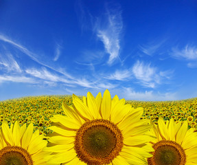 Canvas Print - sunflowers