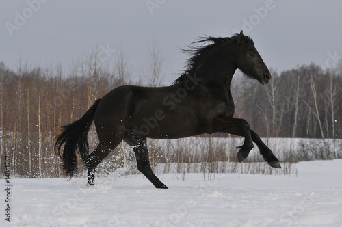 Tapeta ścienna Czarny koń działa galop na śniegu