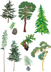 Wall Mural - conifers collection