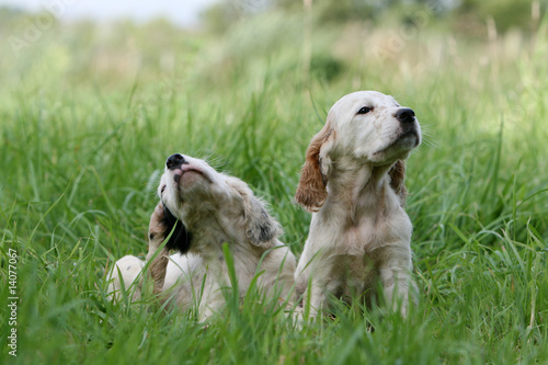 Fotografie, Obraz deux chiots setter anglais assis dans les champs