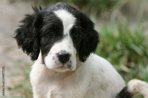 Portrait Du Chiot Setter Anglais Vu De Tres Pres Dans Le Jardin Stock Photo Adobe Stock Portrait Du Chiot Setter Anglais Vu De Tres Pres Dans Le Jardin Stock Photo Adobe Stock