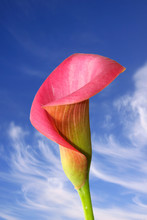 Fresh Pink Calla Lily Against Blue Sky Background