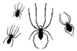 Collection of Spiders - two