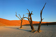 Dead Acacia tree, Sossusvlei, Namibia, southern Africa