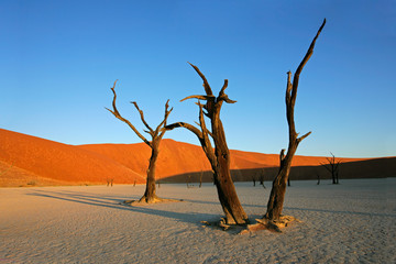 Sticker - Dead Acacia tree, Sossusvlei, Namibia, southern Africa