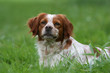 © Dogs - portrait de l'épagneul breton dans l'herbe verte