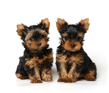 Two Lovely Yorkshire Terrier Puppies
