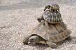 © photoange777 - Tortues superposées