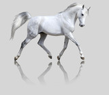 Fototapeta Konie - white horse isolated on gray