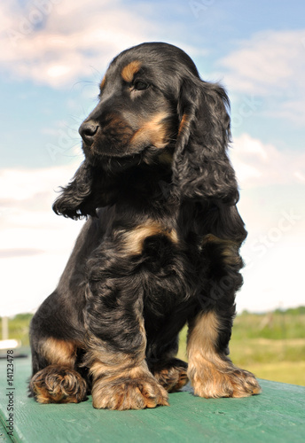 Chiot Cocker Noir Et Feu Stock Photo Adobe Stock Chiot Cocker Noir Et Feu Stock Photo Adobe Stock