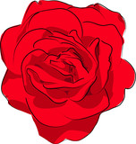 rose