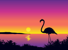 Beautiful Coastline View With Flamingo